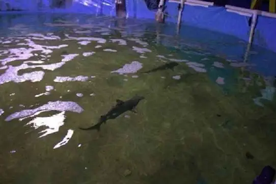 Some of the sharks that were discovered in the pool.